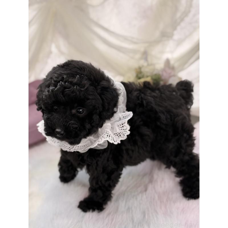 販売中の宮崎県のタイニープードル-450676の3枚目