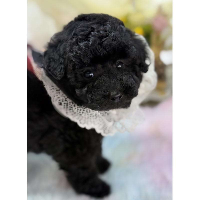 販売中の宮崎県のタイニープードル-450676の2枚目