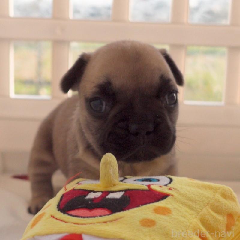 販売中の千葉県のフレンチブルドッグ-452790