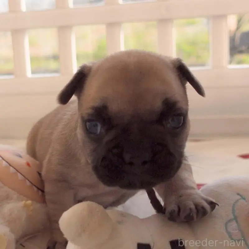 販売中の千葉県のフレンチブルドッグ-452790の4枚目
