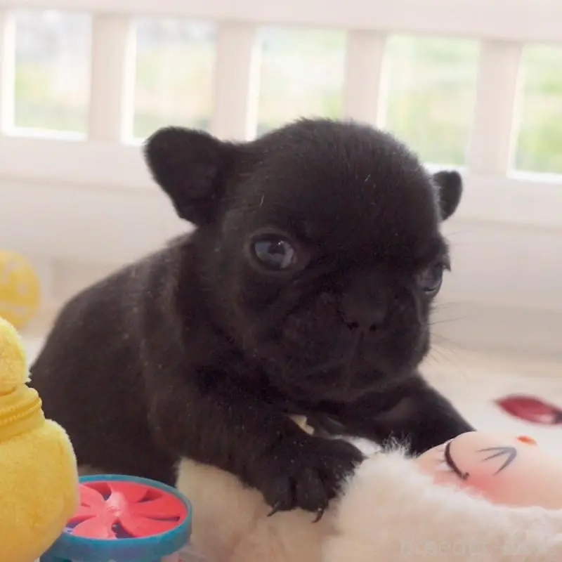 販売中の千葉県のフレンチブルドッグ-452791の3枚目