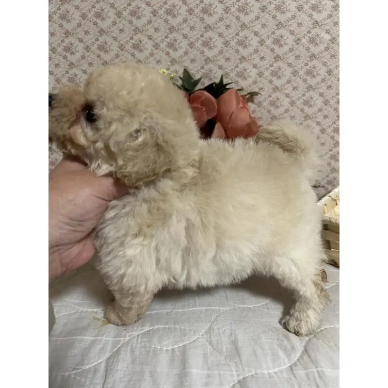 販売中の大阪府のトイプードル-452792の3枚目