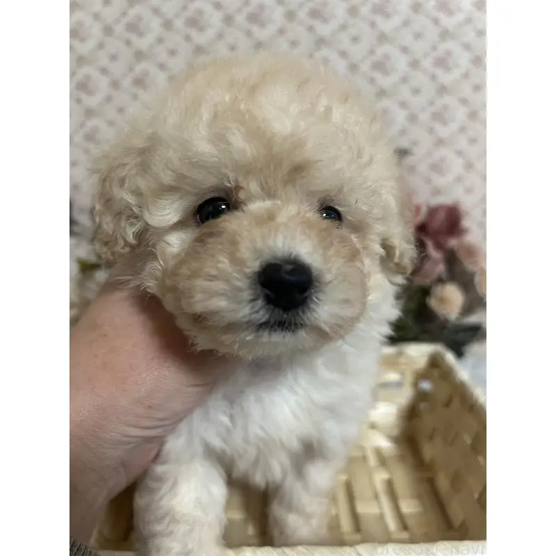 販売中の大阪府のトイプードル-452792の2枚目