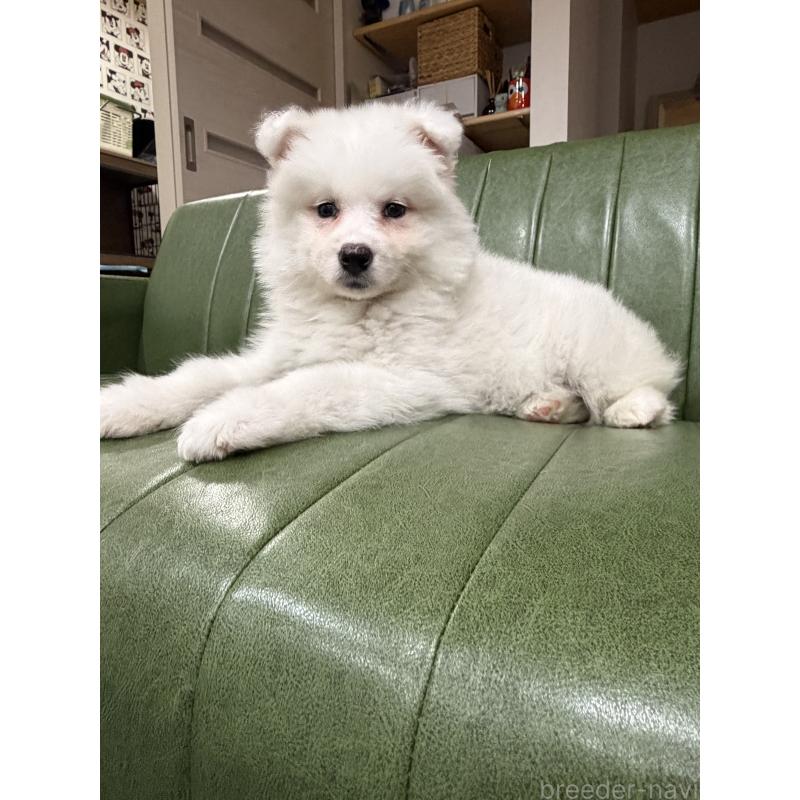 販売中の滋賀県のサモエド-452795の6枚目