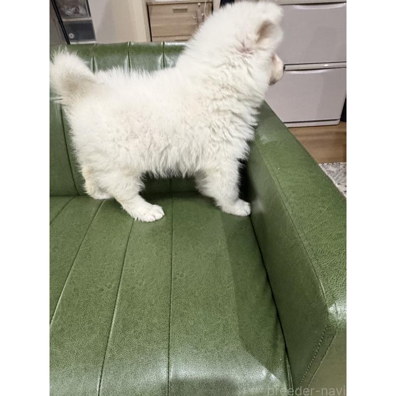 販売中の滋賀県のサモエド-452795の5枚目