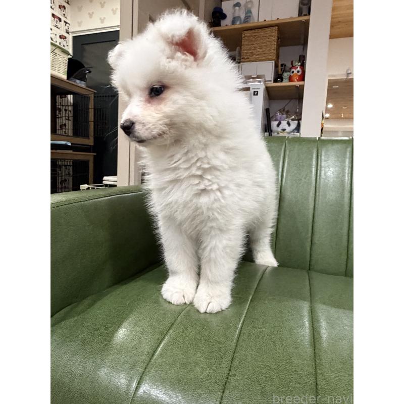 販売中の滋賀県のサモエド-452795の4枚目