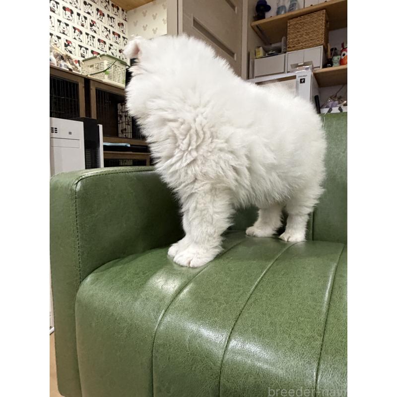 販売中の滋賀県のサモエド-452795の3枚目