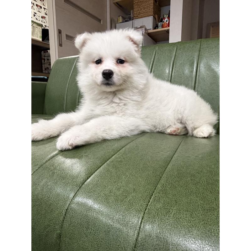 販売中の滋賀県のサモエド-452795の2枚目