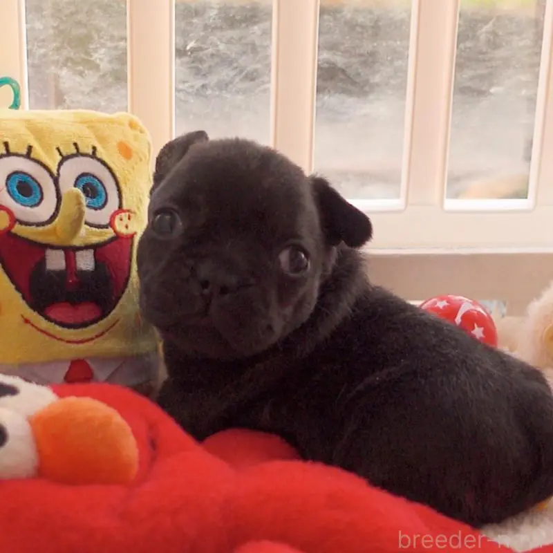 販売中の千葉県のフレンチブルドッグ-452793の4枚目