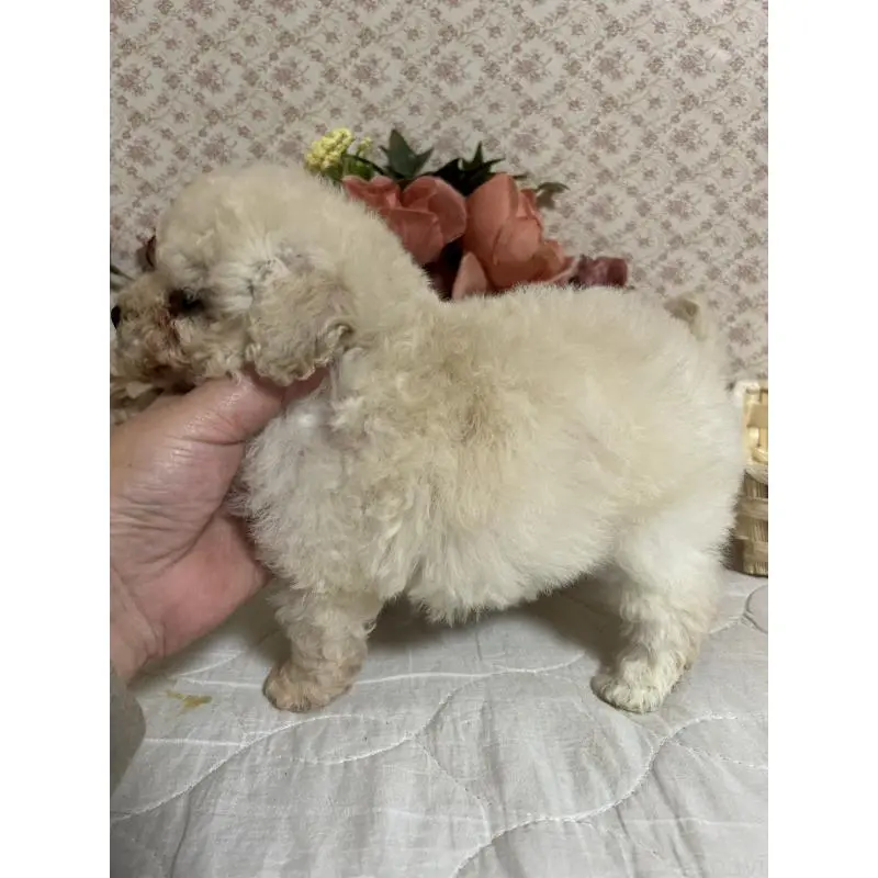 販売中の大阪府のタイニープードル-452794の2枚目