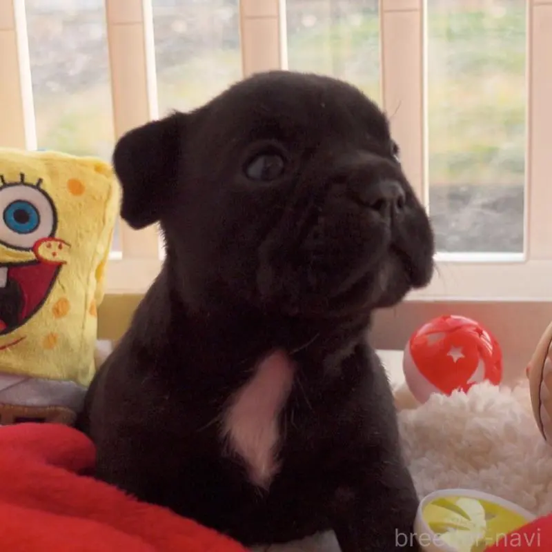 販売中の千葉県のフレンチブルドッグ-452796の3枚目