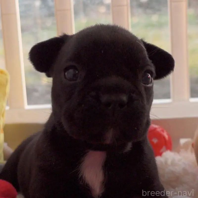 販売中の千葉県のフレンチブルドッグ-452796の2枚目