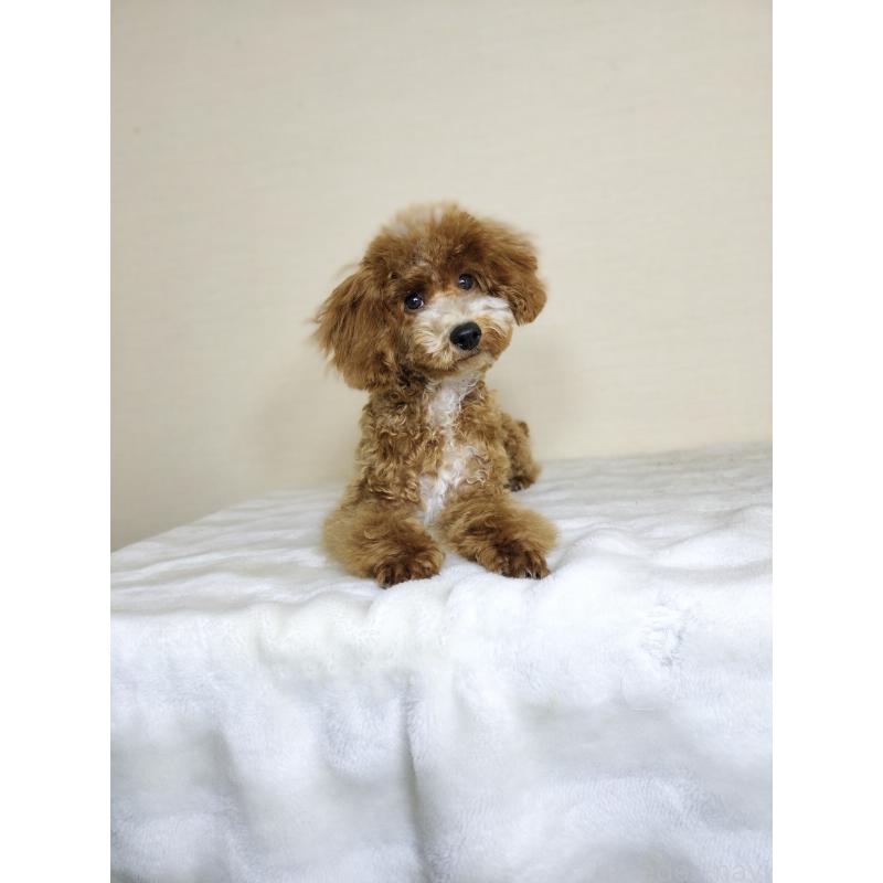 販売中の千葉県のトイプードル-442697の5枚目