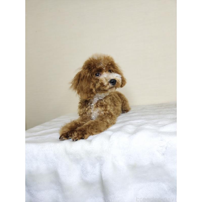 販売中の千葉県のトイプードル-442697の4枚目