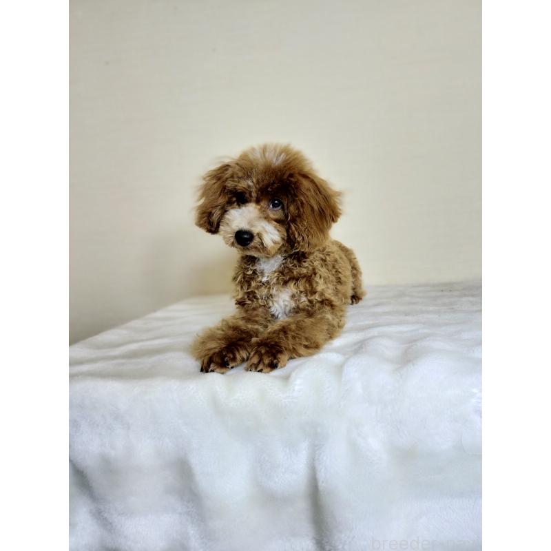 販売中の千葉県のトイプードル-442697の3枚目