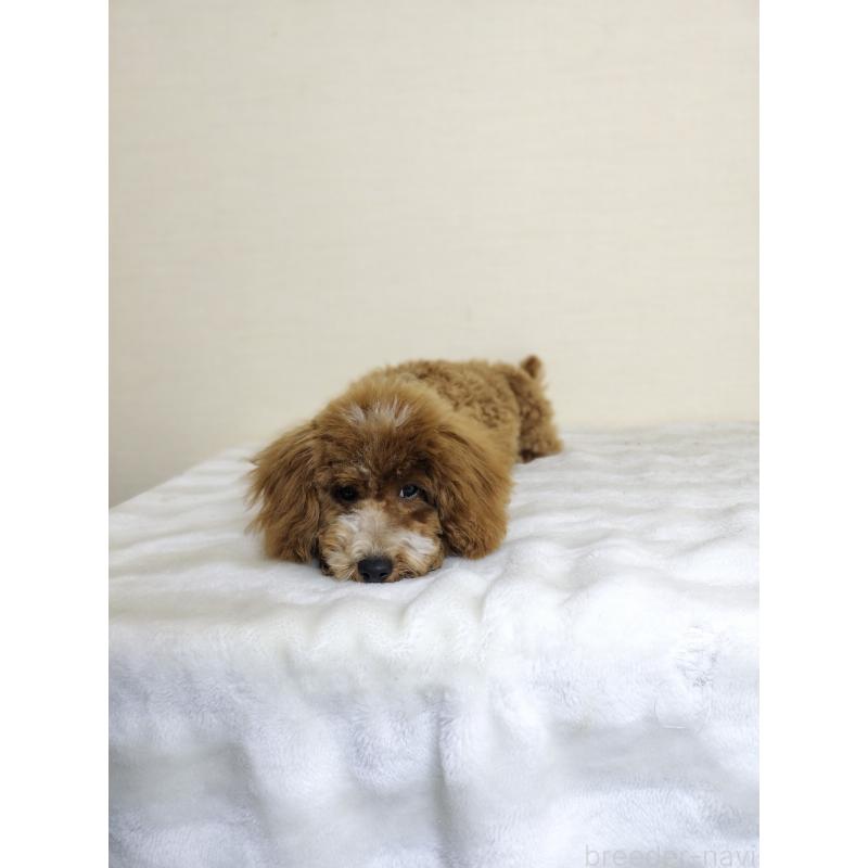 販売中の千葉県のトイプードル-442697の2枚目