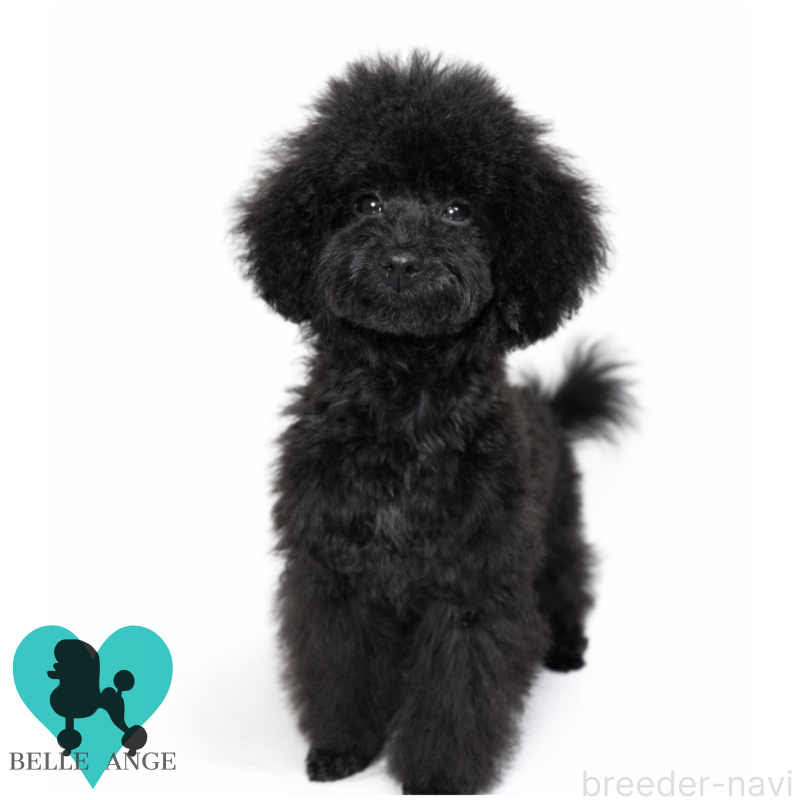 販売中の千葉県のタイニープードル-417607の4枚目