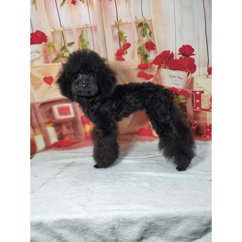 販売中の千葉県のタイニープードル-417607の3枚目