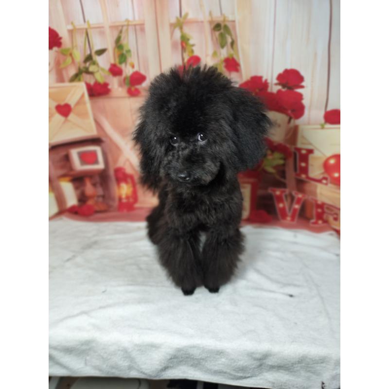 販売中の千葉県のタイニープードル-417607の2枚目