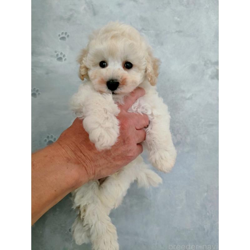 販売中の千葉県のトイプードル-452797の3枚目