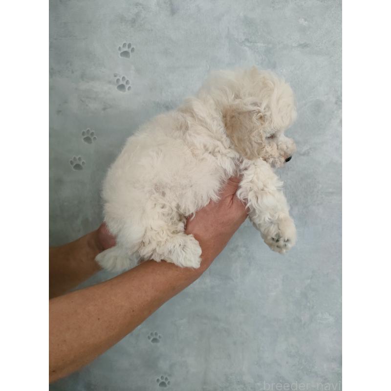 販売中の千葉県のトイプードル-452797の2枚目
