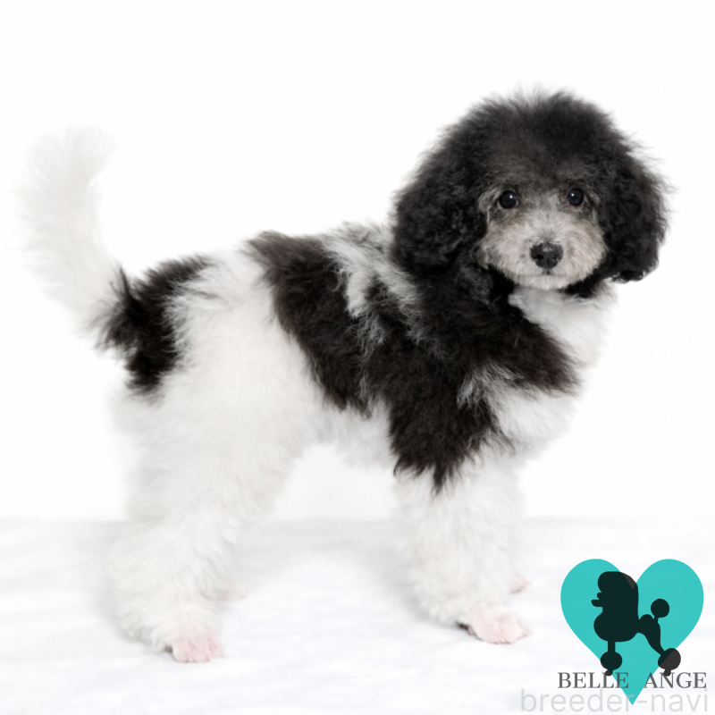 販売中の千葉県のトイプードル-452799の3枚目