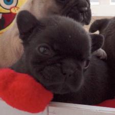 オンライン見学