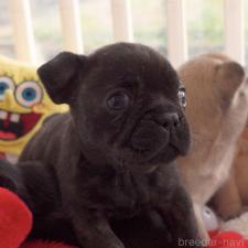 ♀︎フレンチブルドッグ