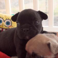 ♀︎フレンチブルドッグ