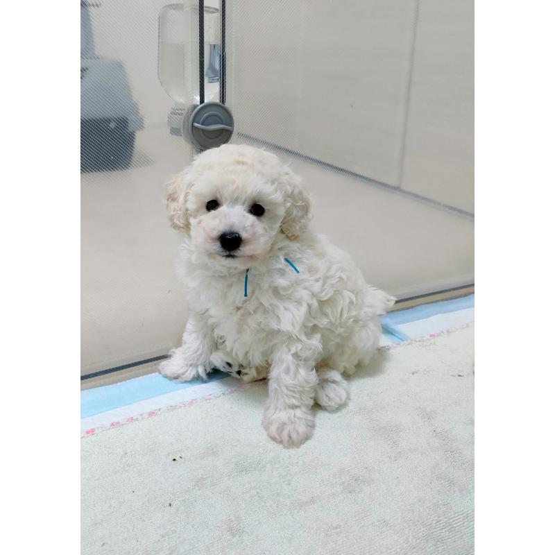 販売中の千葉県のトイプードル-452798の3枚目