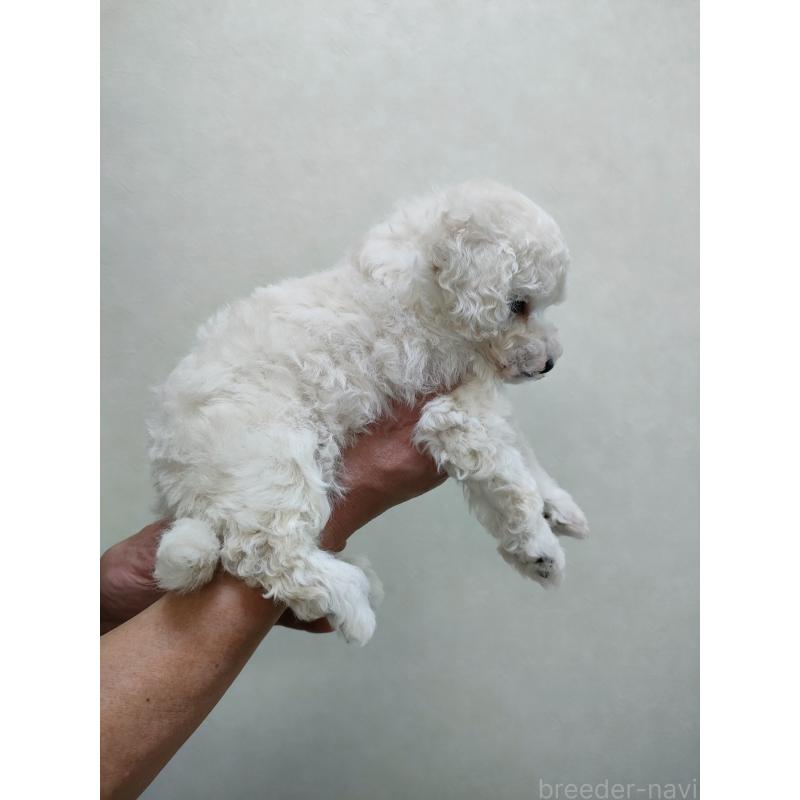 販売中の千葉県のトイプードル-452798の2枚目
