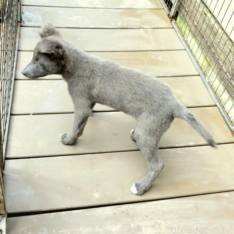 販売中の千葉県のミックス犬-445448の11枚目