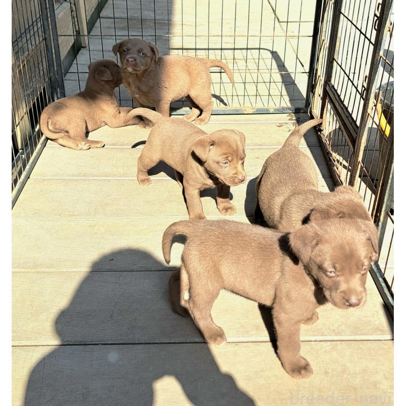 販売中の千葉県のミックス犬-452804の4枚目