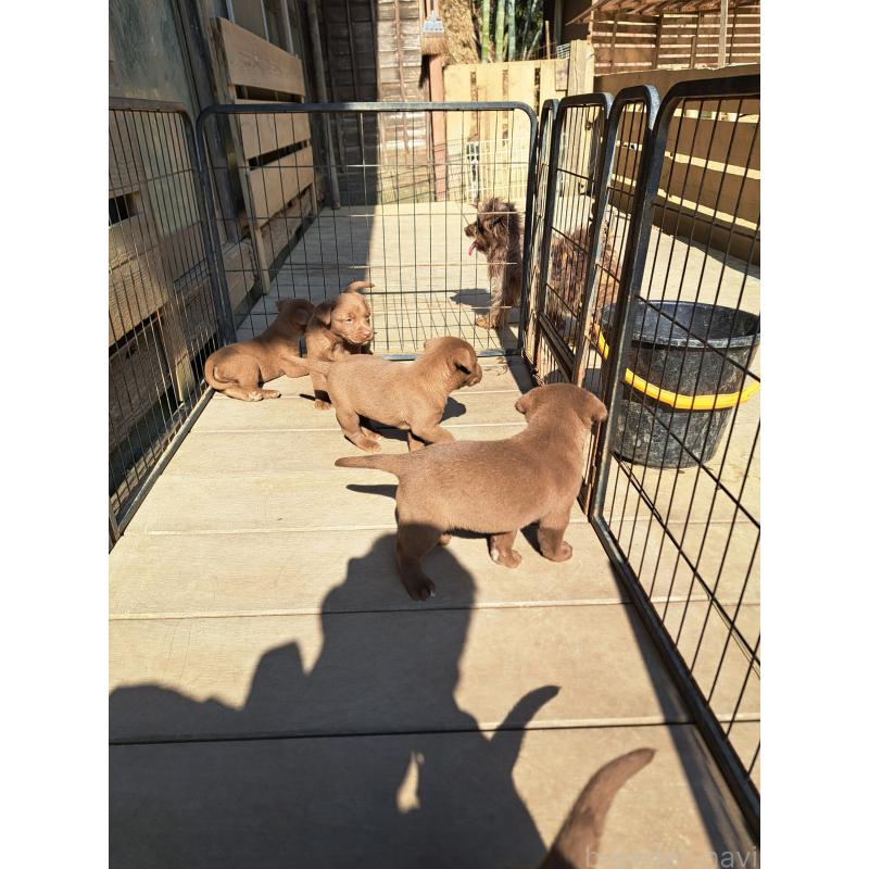 販売中の千葉県のミックス犬-452804の3枚目