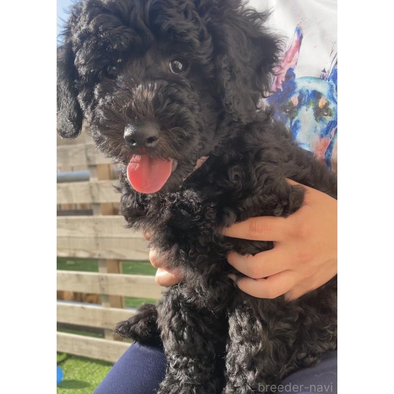 販売中の鹿児島県のラブラドゥードル:ラブラドールレトリーバー×プードル-452805