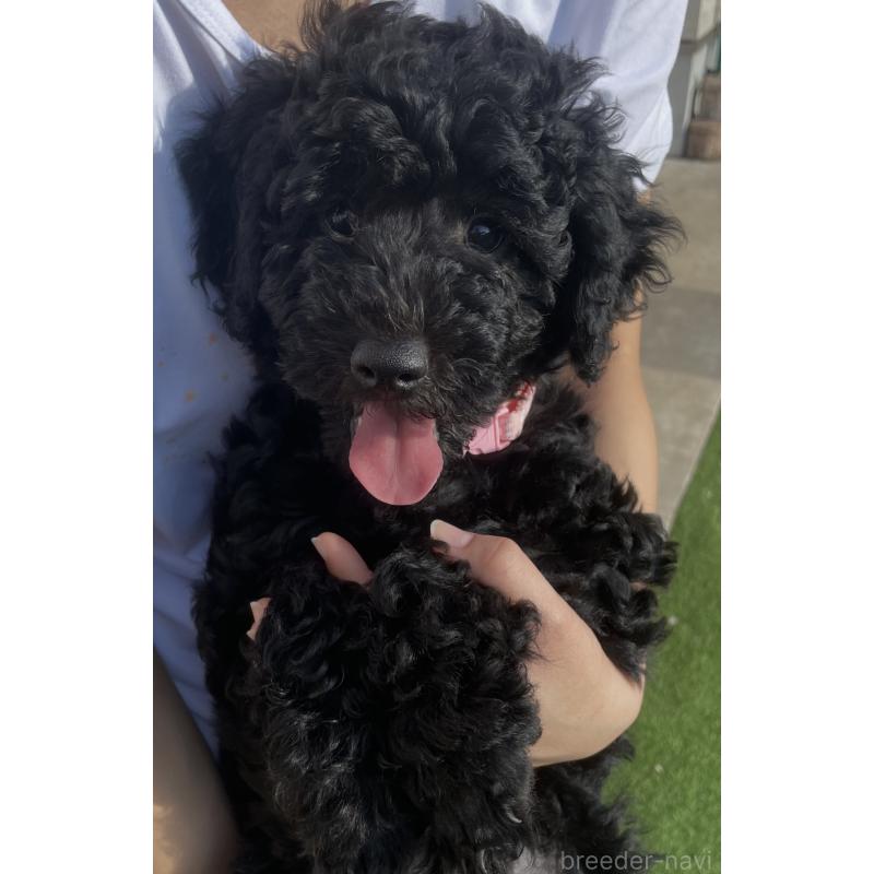 販売中の鹿児島県のラブラドゥードル:ラブラドールレトリーバー×プードル-452805の2枚目