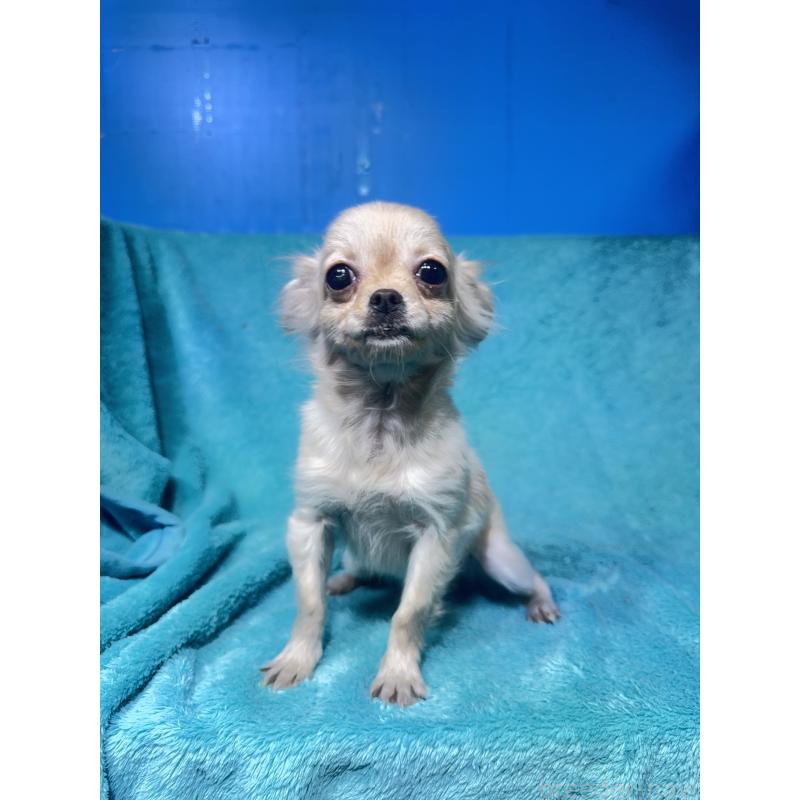 販売中の兵庫県のチワワ(ロングコート)-452806の4枚目