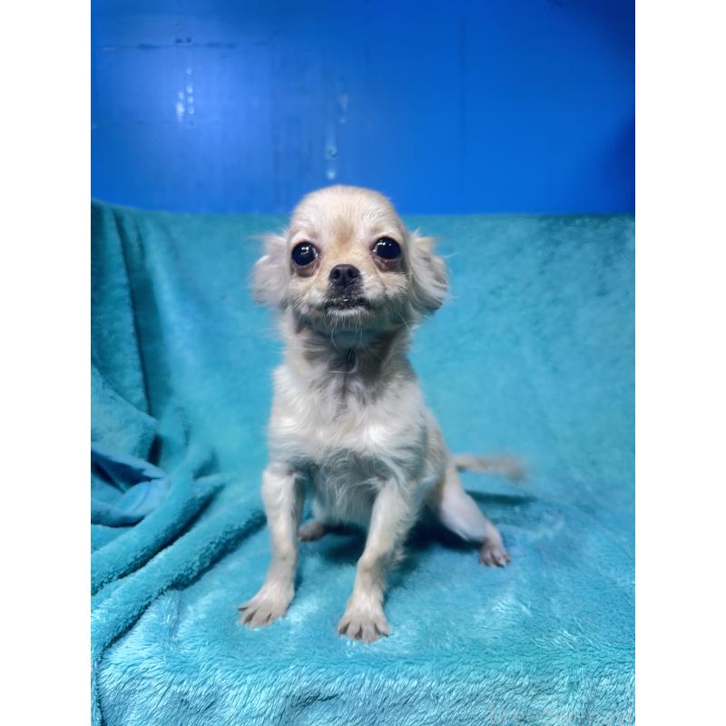 販売中の兵庫県のチワワ(ロングコート)-452806の2枚目