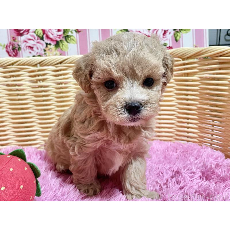 販売中の秋田県のマルプー:マルチーズ×トイプードル-452813の14枚目