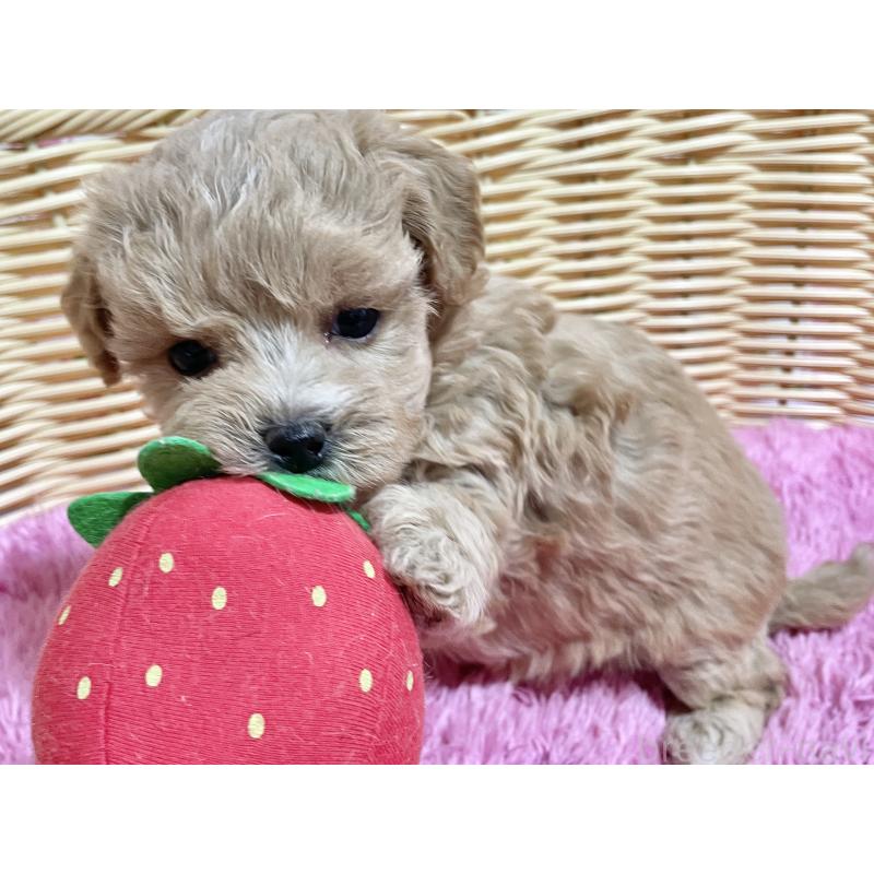 販売中の秋田県のマルプー:マルチーズ×トイプードル-452813の13枚目