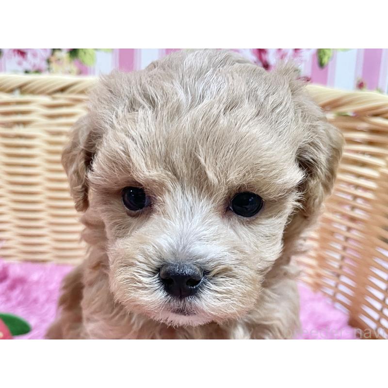 販売中の秋田県のマルプー:マルチーズ×トイプードル-452813の12枚目