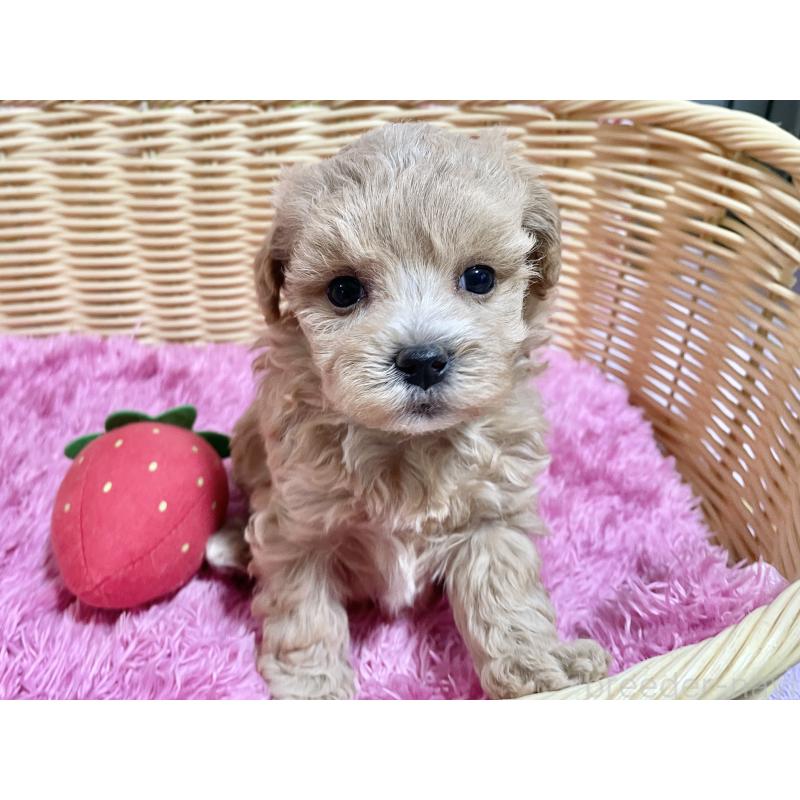 販売中の秋田県のマルプー:マルチーズ×トイプードル-452813の8枚目