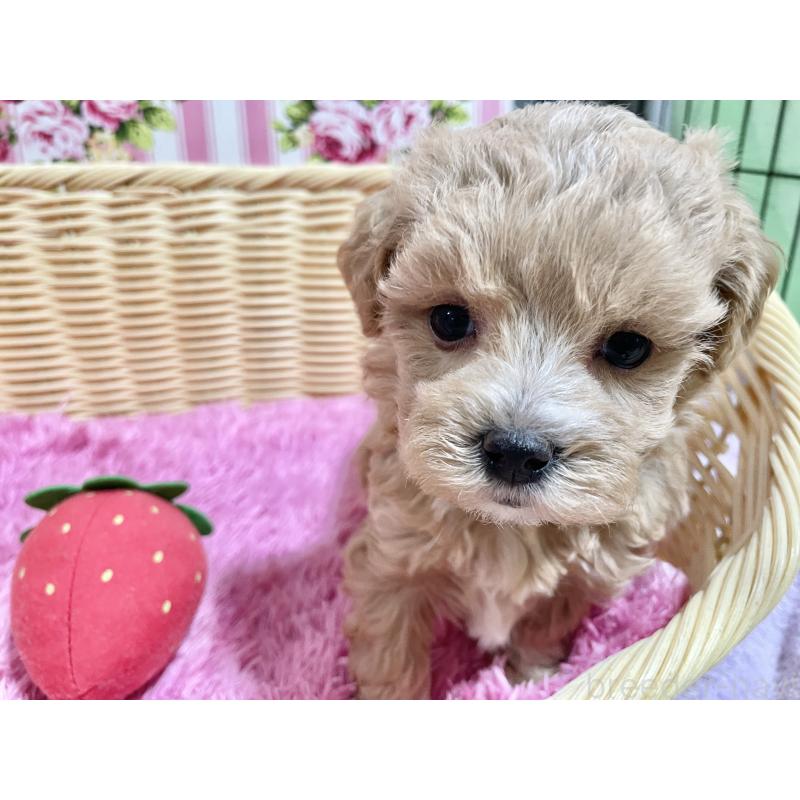 販売中の秋田県のマルプー:マルチーズ×トイプードル-452813の7枚目