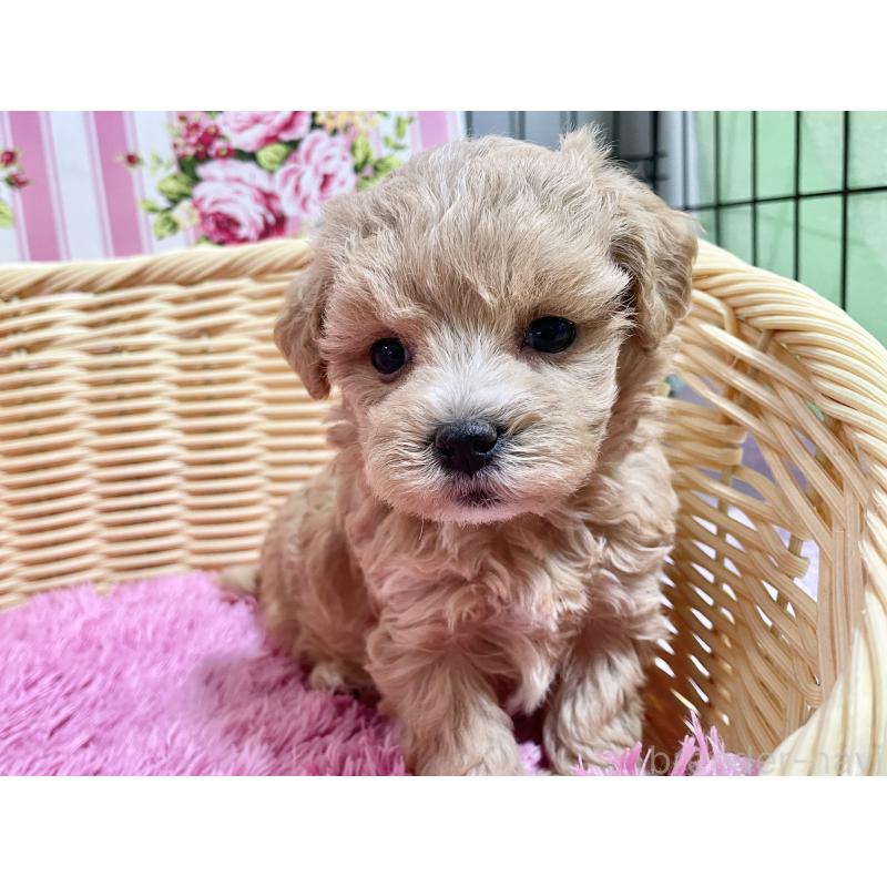 販売中の秋田県のマルプー:マルチーズ×トイプードル-452813の6枚目