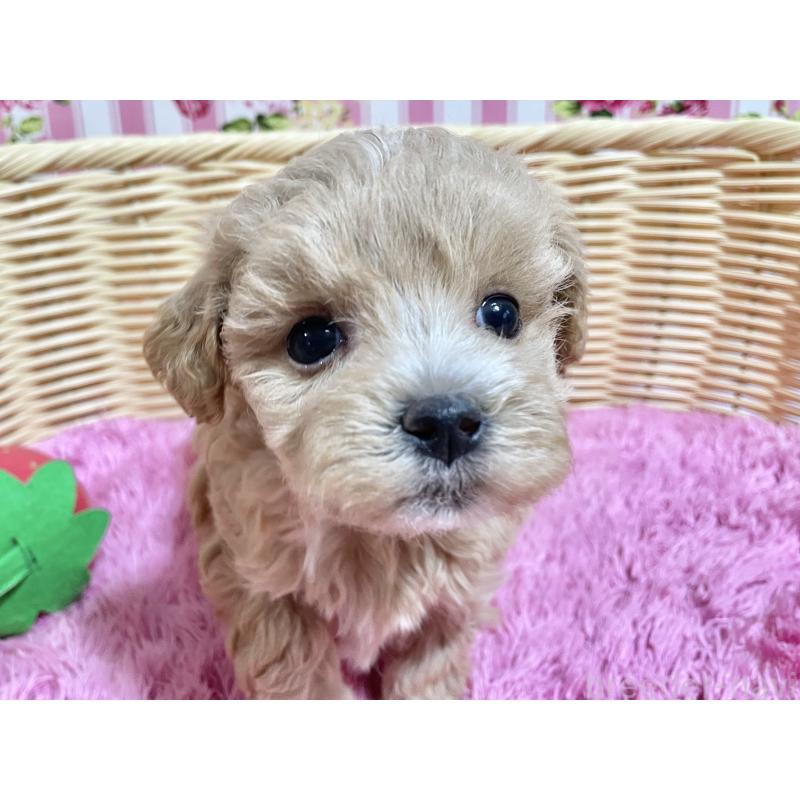 販売中の秋田県のマルプー:マルチーズ×トイプードル-452813の5枚目