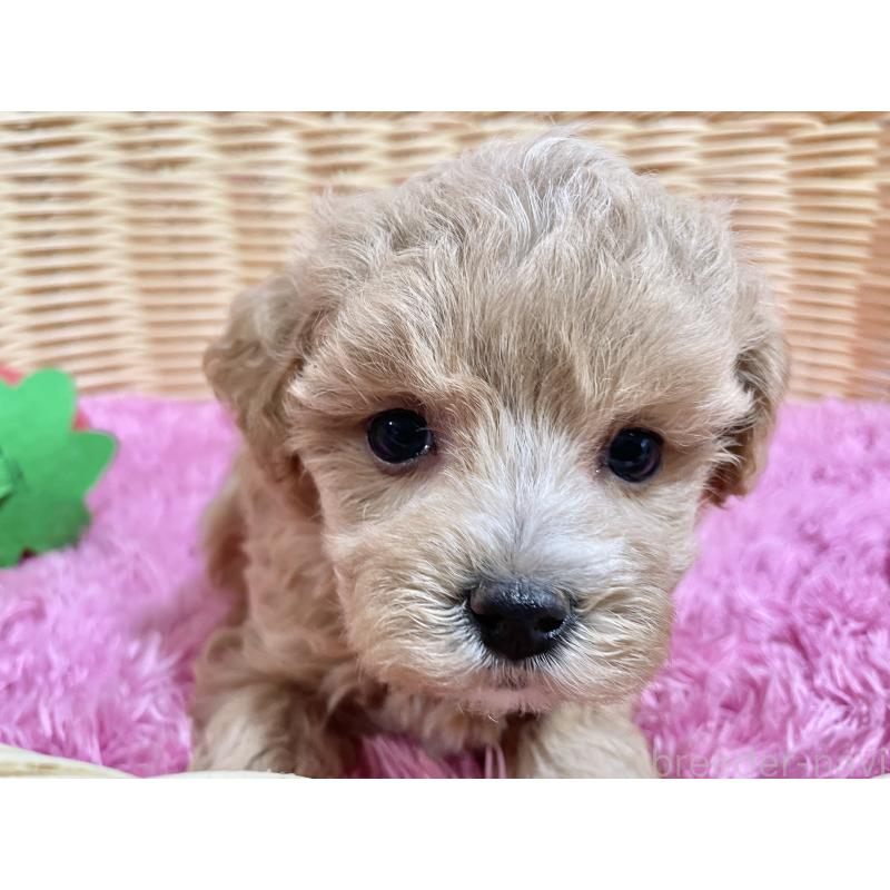 販売中の秋田県のマルプー:マルチーズ×トイプードル-452813の4枚目