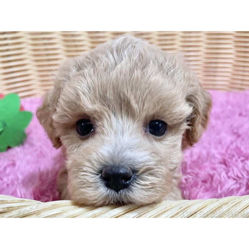 販売中の秋田県のマルプー:マルチーズ×トイプードル-452813の3枚目