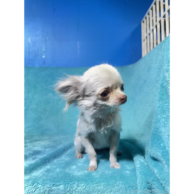 販売中の兵庫県のチワワ(ロングコート)-452807の3枚目