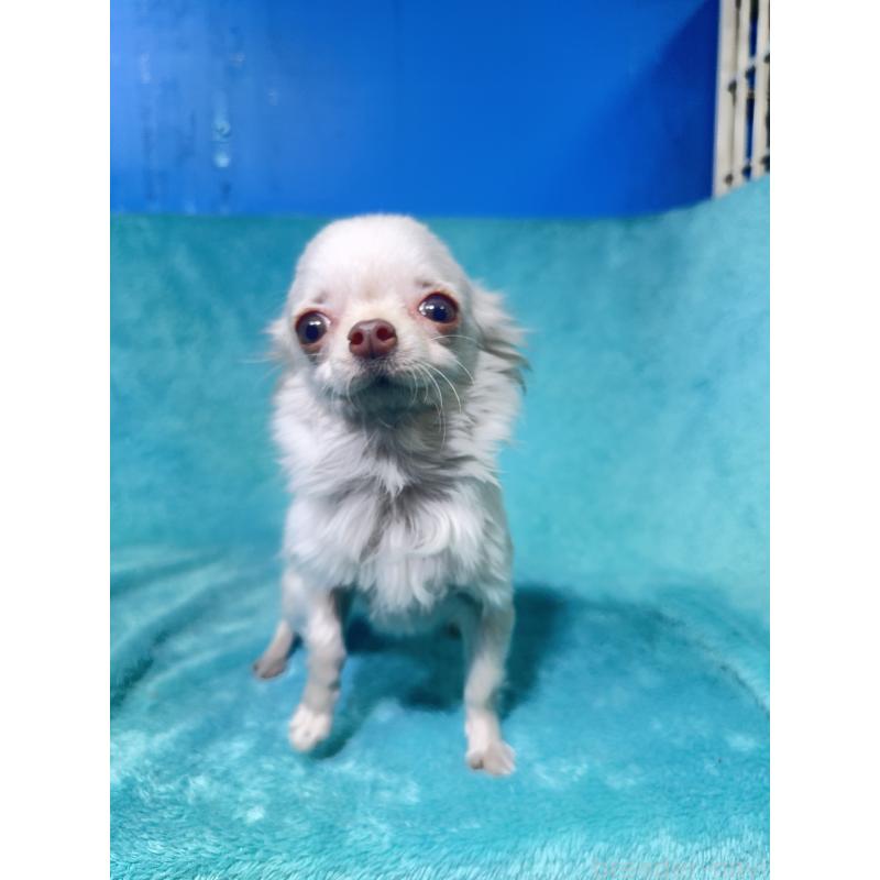 販売中の兵庫県のチワワ(ロングコート)-452807の2枚目