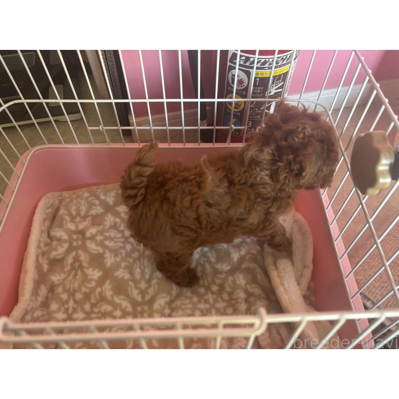 販売中の熊本県のトイプードル-452809の6枚目